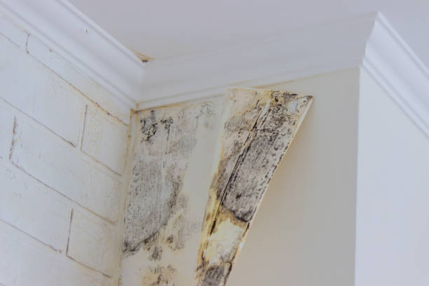 Best Mold Damage Restoration  in Gloucester Courthouse, VA